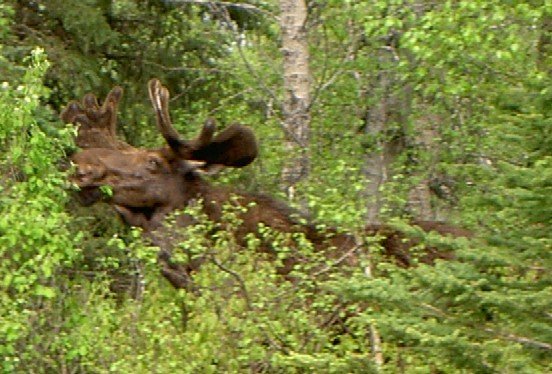 Bull moose