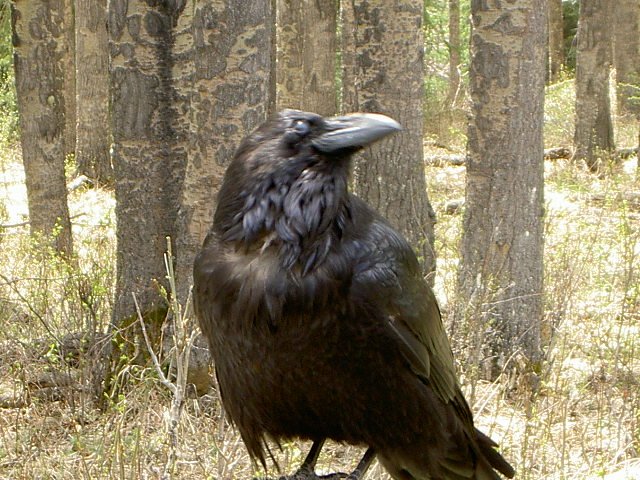 Raven