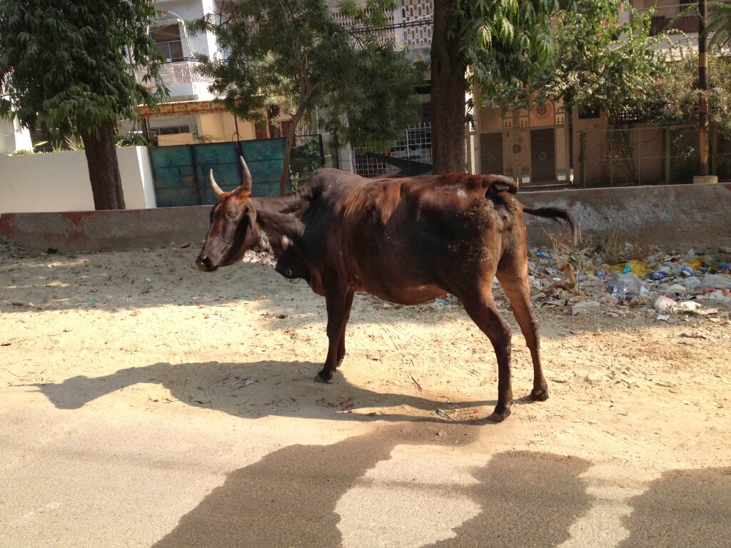 Bull, Agra
