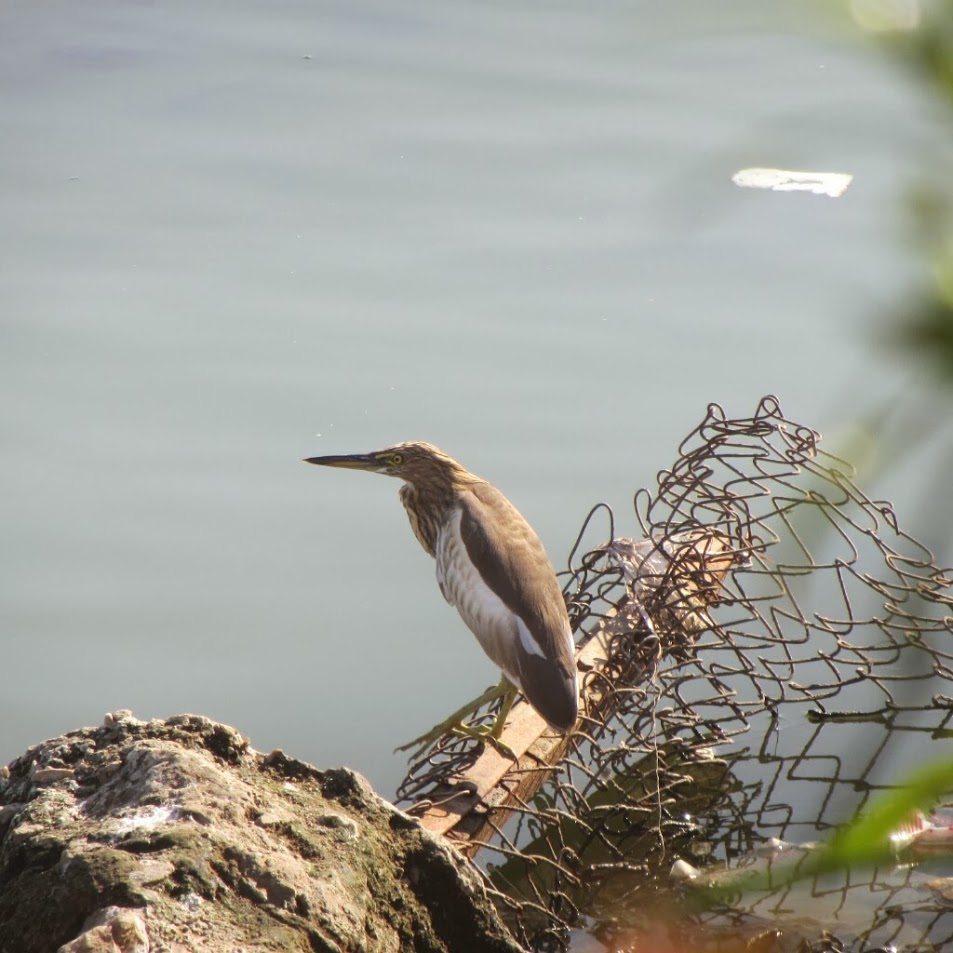 Indian Pond Heron