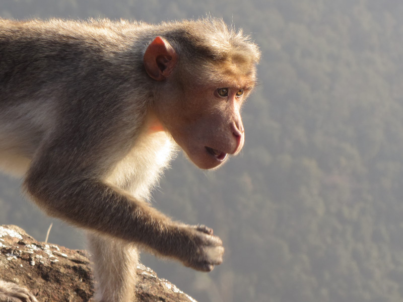 Monkey